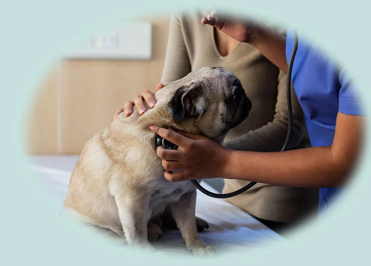 Pet care